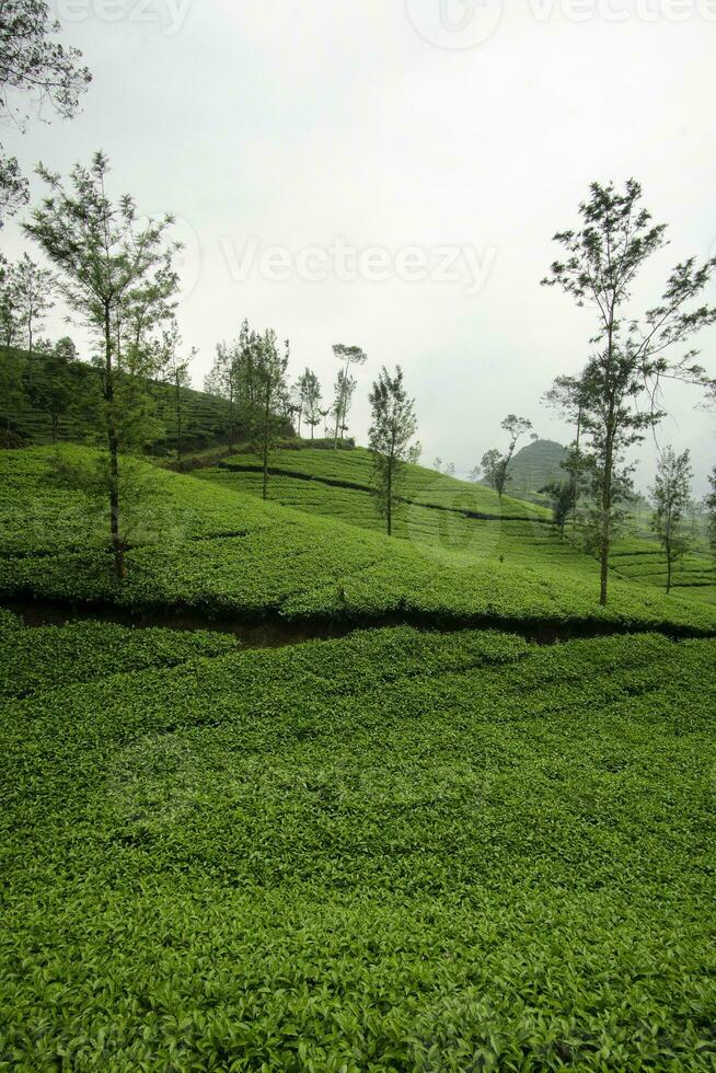 Green tea plantation in Wonosobo Regency, Indonesia. tea plants, misty tea gardens, views of the tea gardens. photo