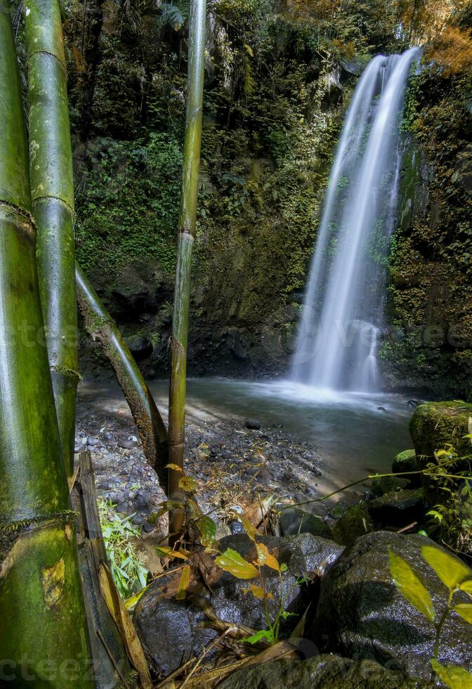 Purbosono hidden waterfall in a forest photo