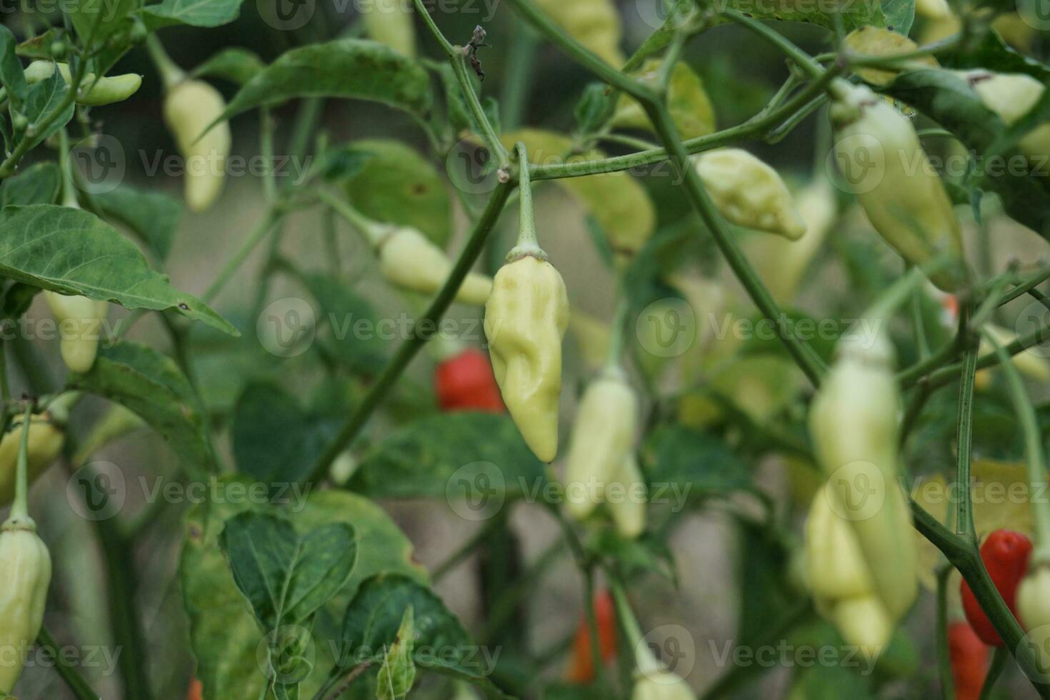 Fresh chilies on the tree. photo