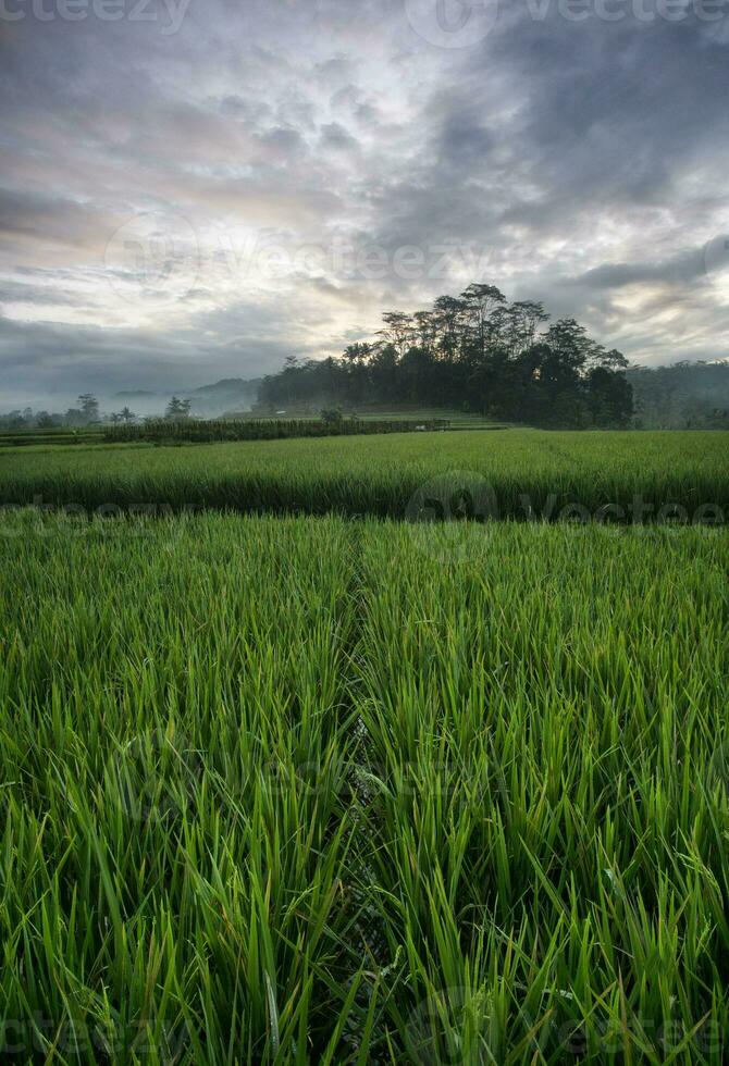 The extensive rice fields in the morning, the leaves of the plants are green photo