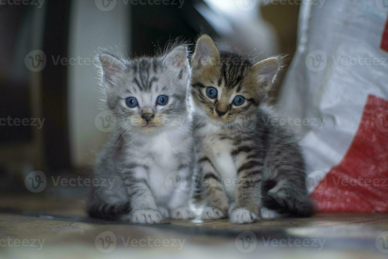 lindos gatitos mirando a la cámara foto