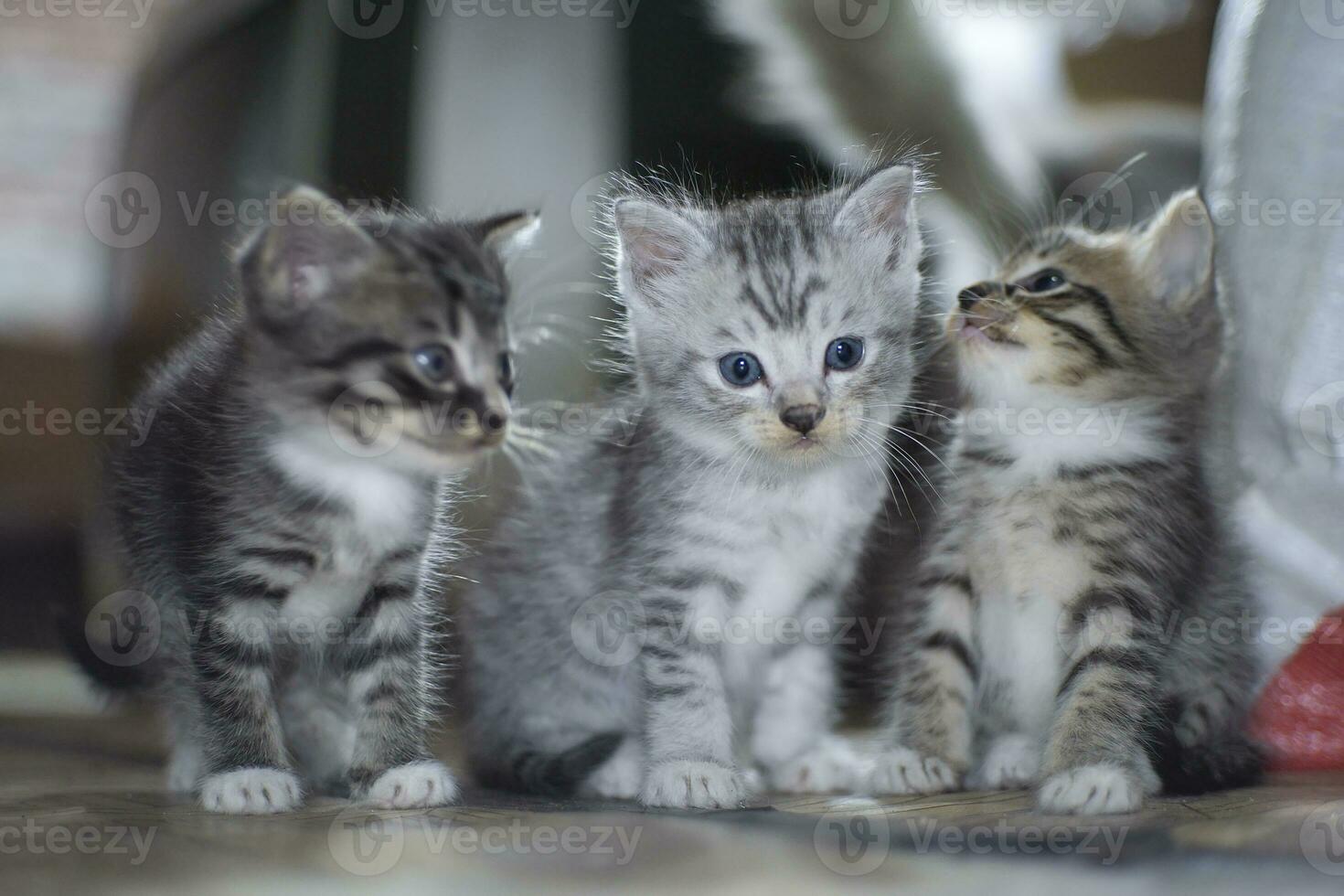 lindos gatitos mirando a la cámara foto