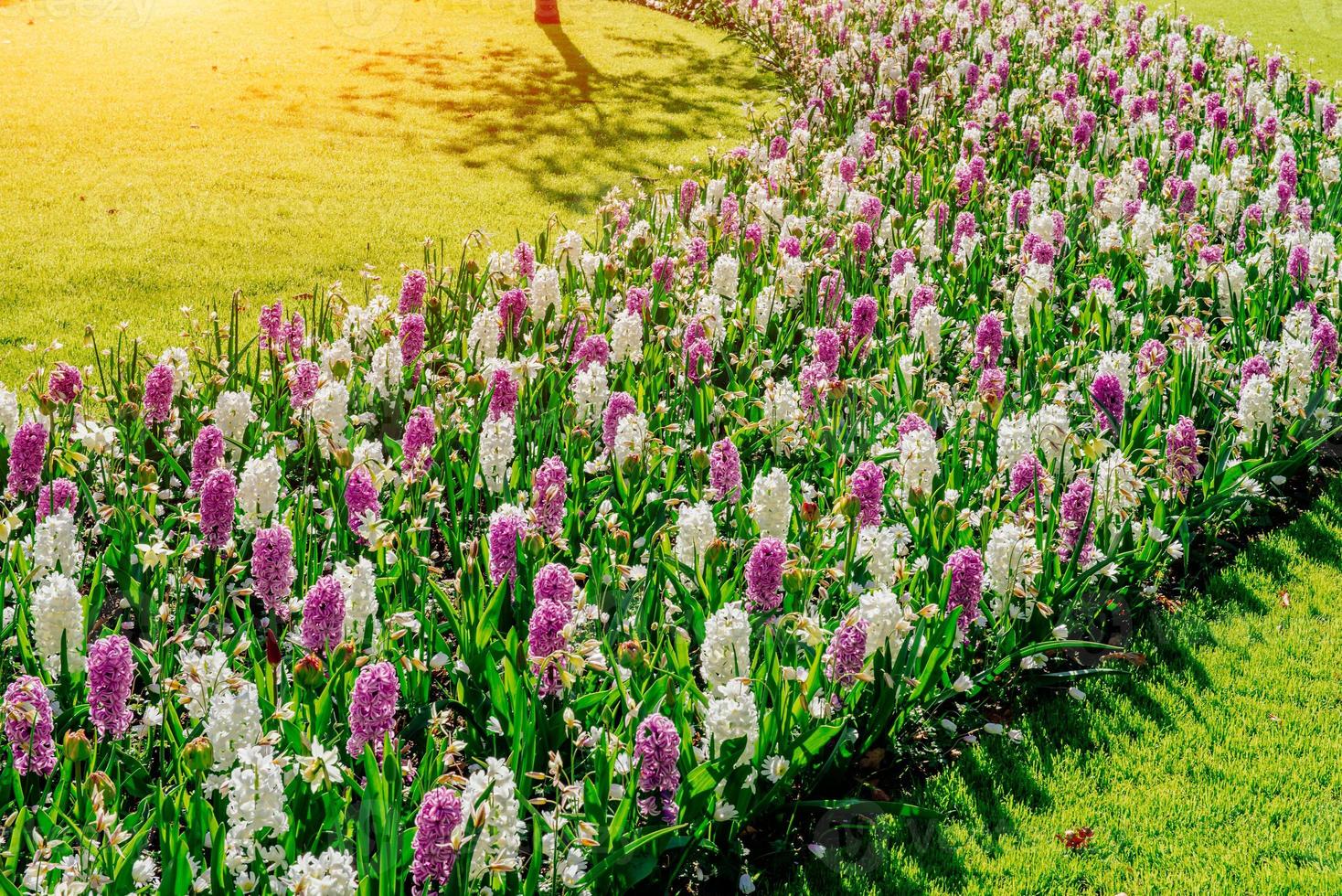 white - pink hyacinths in the garden. photo