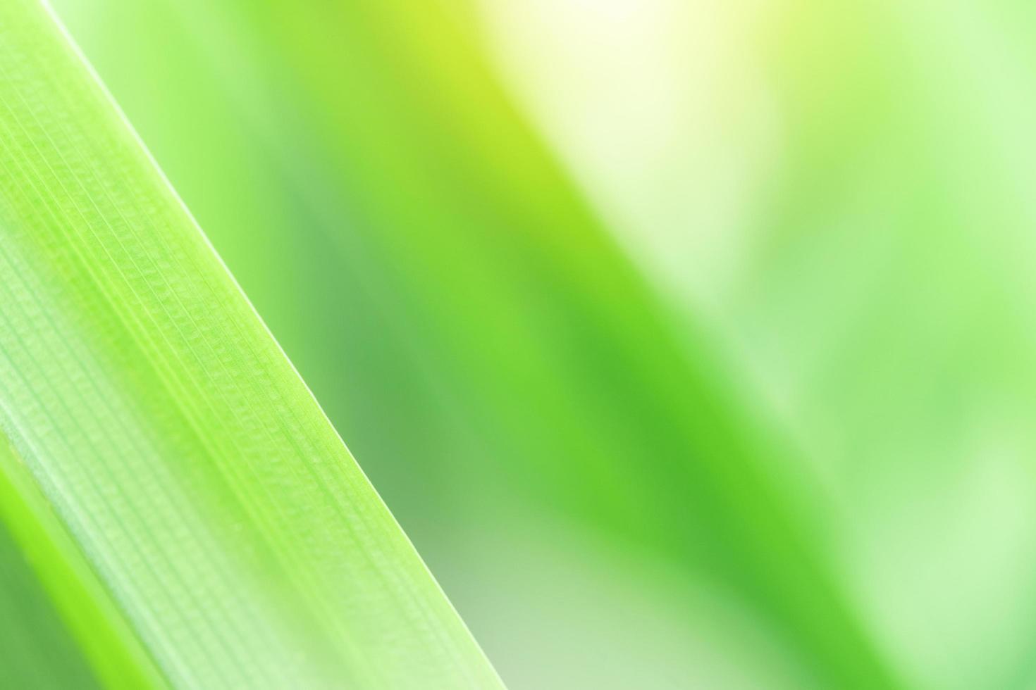 Spring natural green leaf background. blurred greenery background. using as spring and nature background. selects focus photo