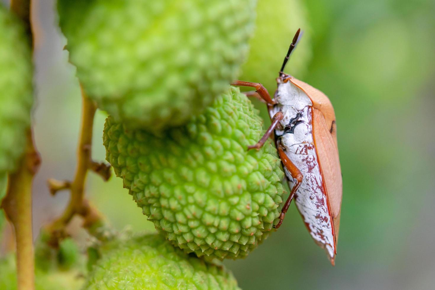 chinche marmolada marrón halyomorpha halys en frutos de lichi verde foto