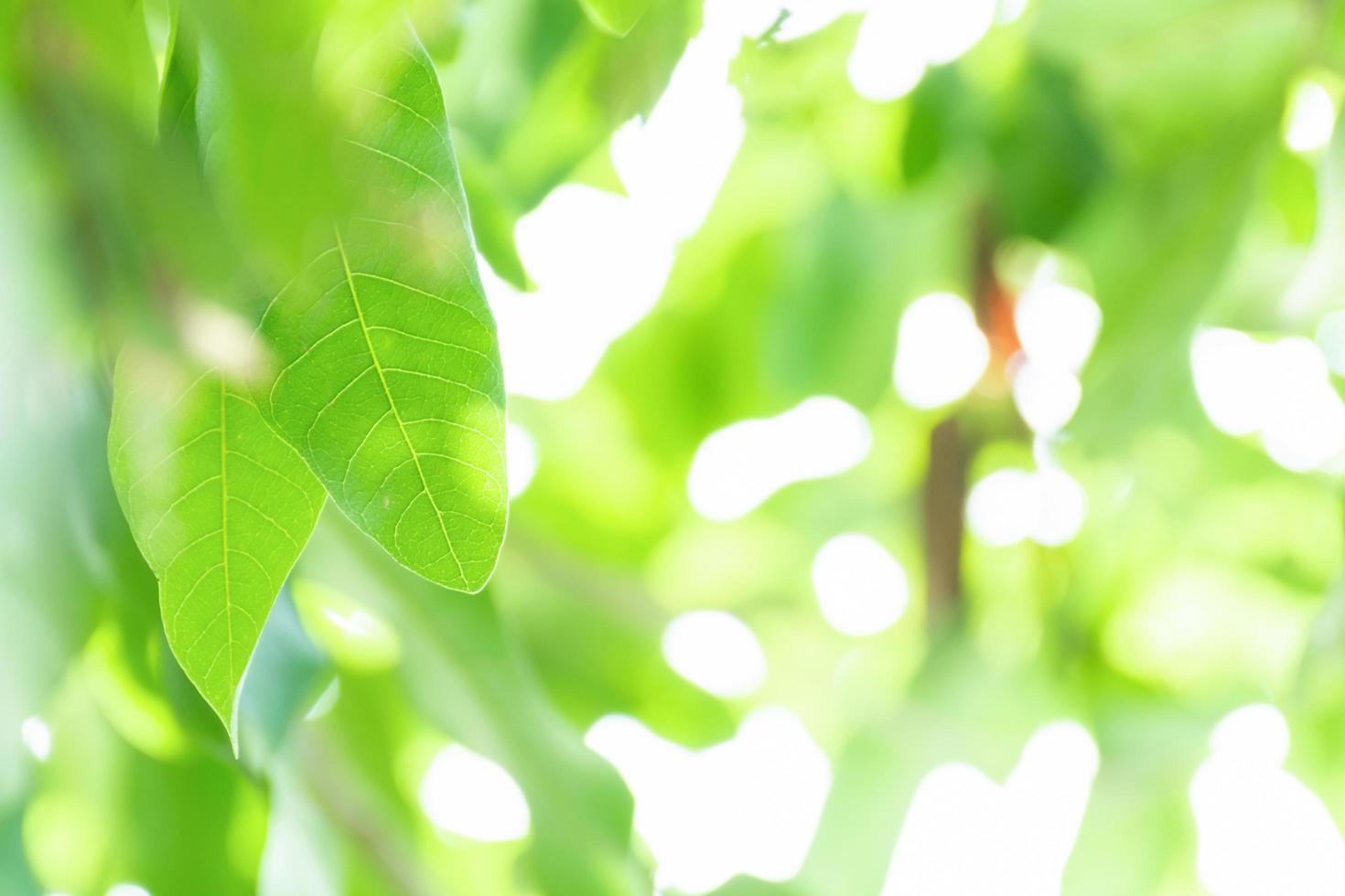 Spring natural green leaf background. Green leaf on blurred background.  using as spring and nature background. selects focus 6538757 Stock Photo at  Vecteezy