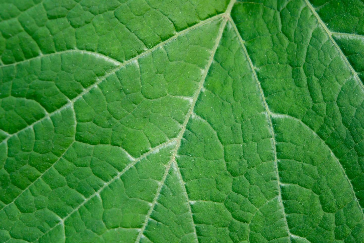 Close up leaf. Fresh green leaf texture macro background photo