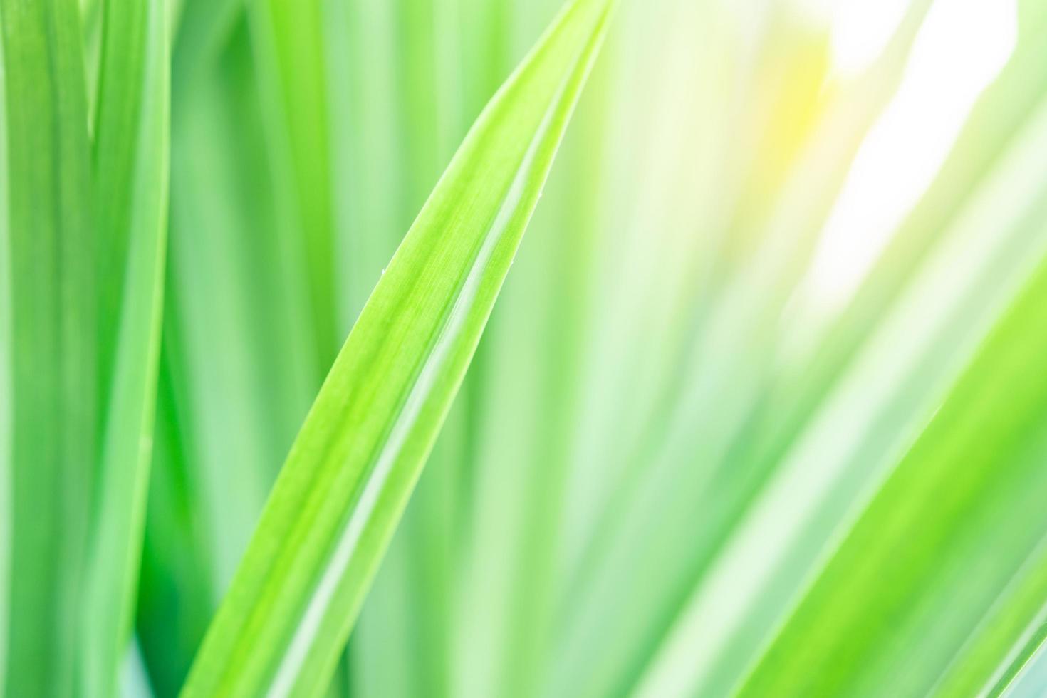 Spring natural green leaf background. blurred greenery background. using as spring and nature background. selects focus photo