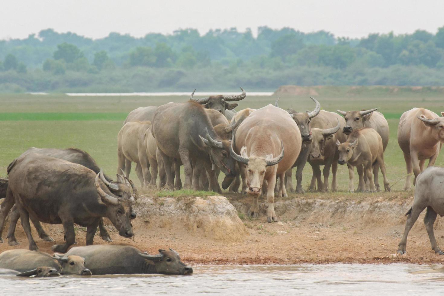 búfalos comiendo hierba en el campo de hierba junto al río foto