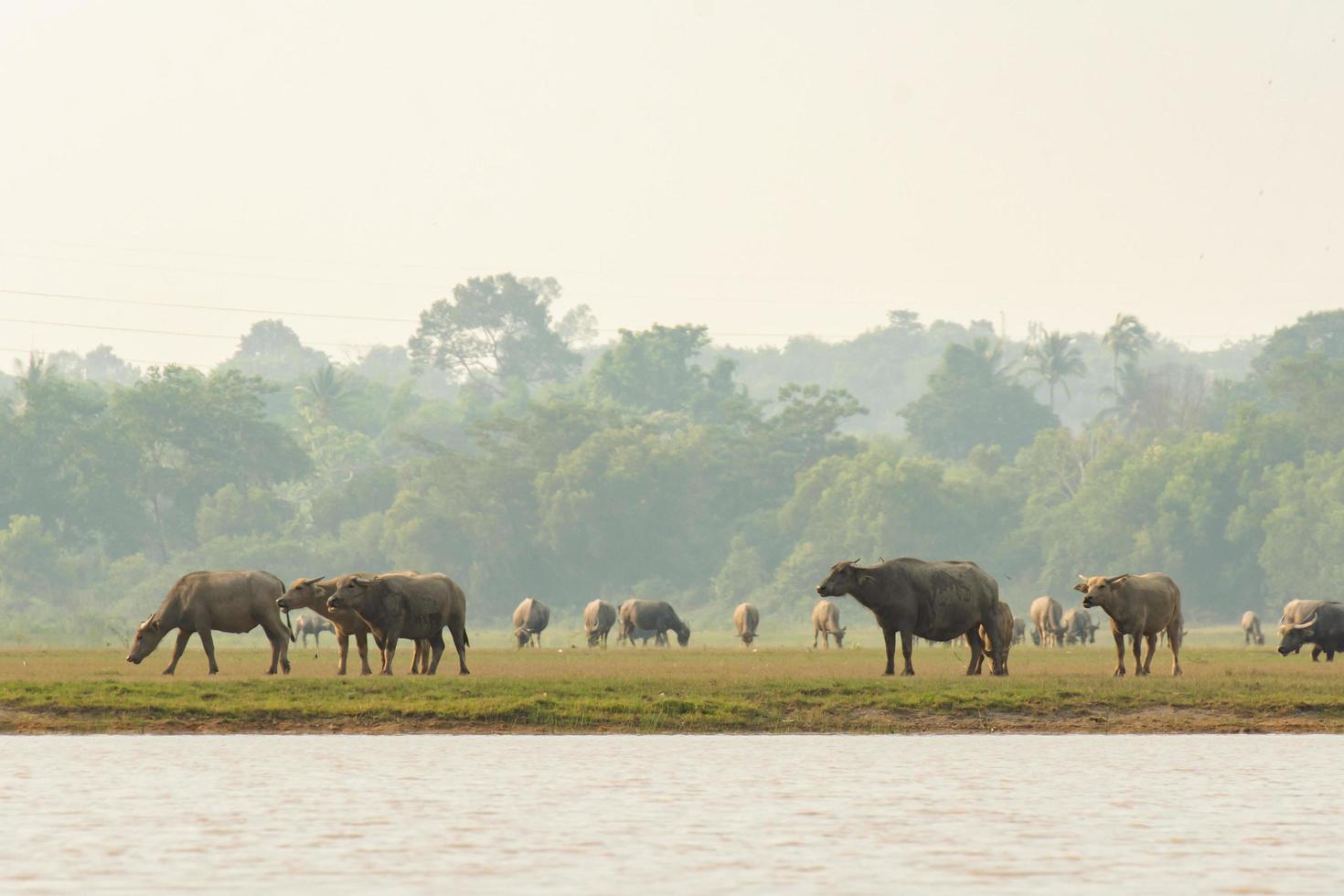 Buffaloes eating grass on grass field riverside photo