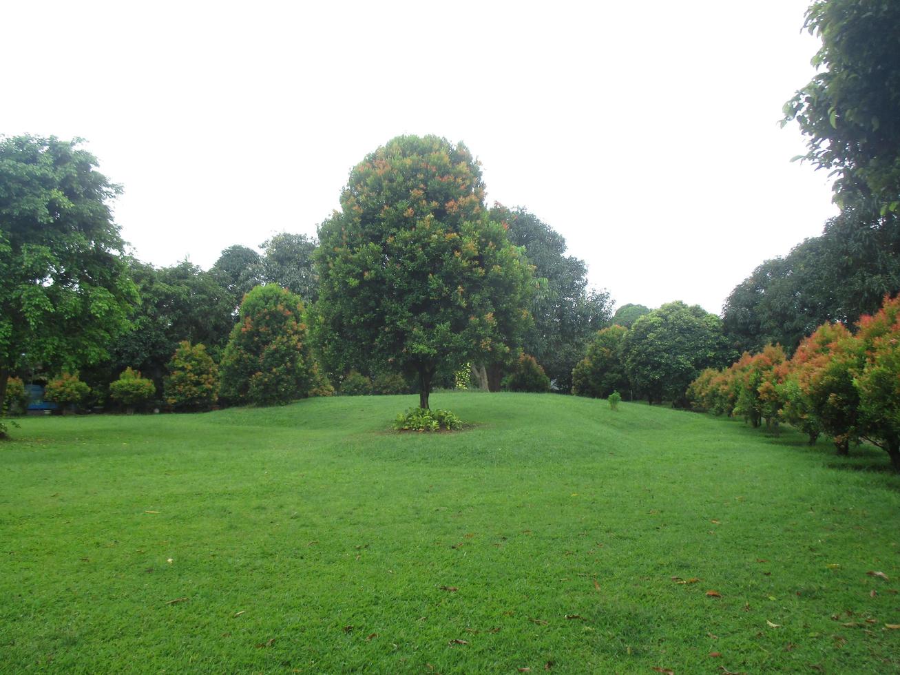 green hill with some trees around photo