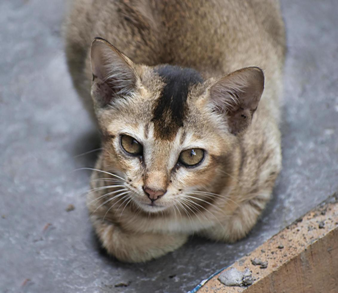 A kitten is a juvenile cat. After being born, kittens display primary altriciality and are totally dependent on their mother for survival. photo