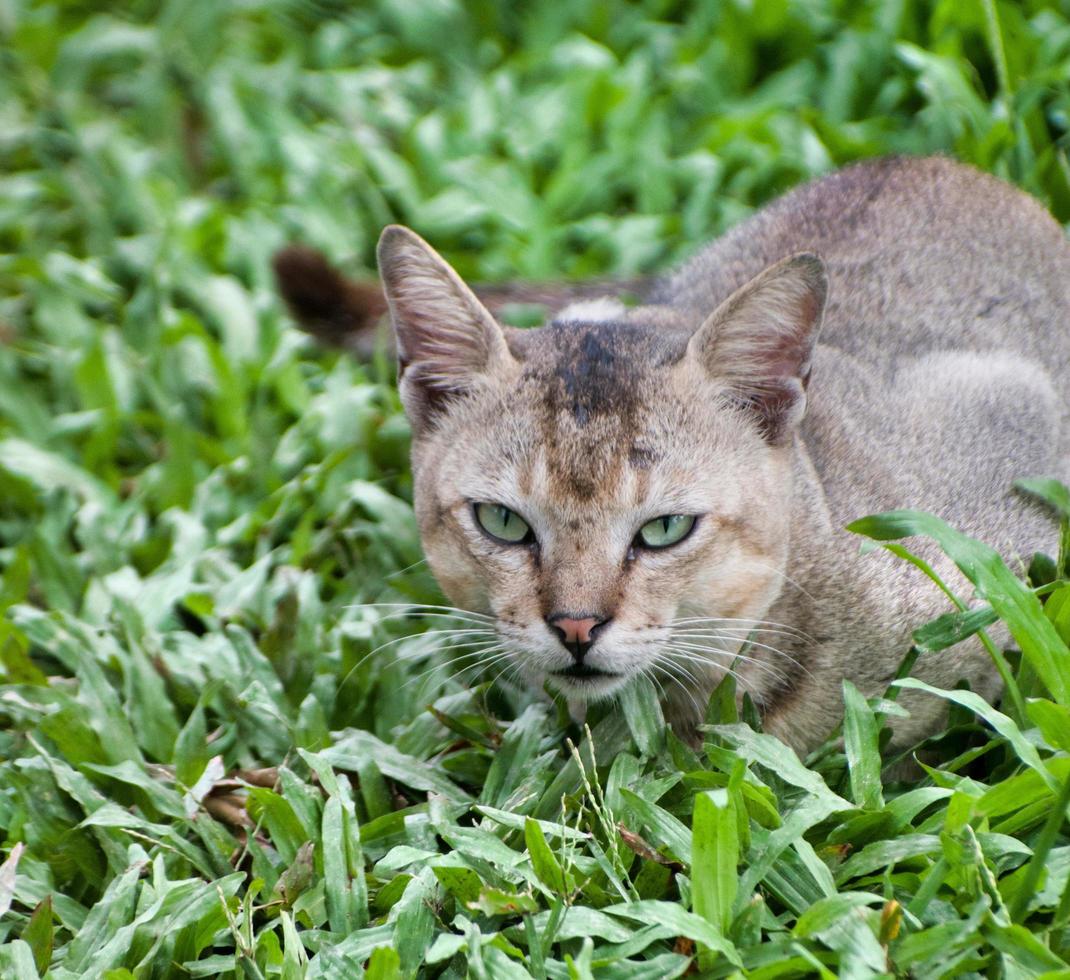 Cat resting positions. Felis catus is a domestic species of small carnivorous mammal. photo