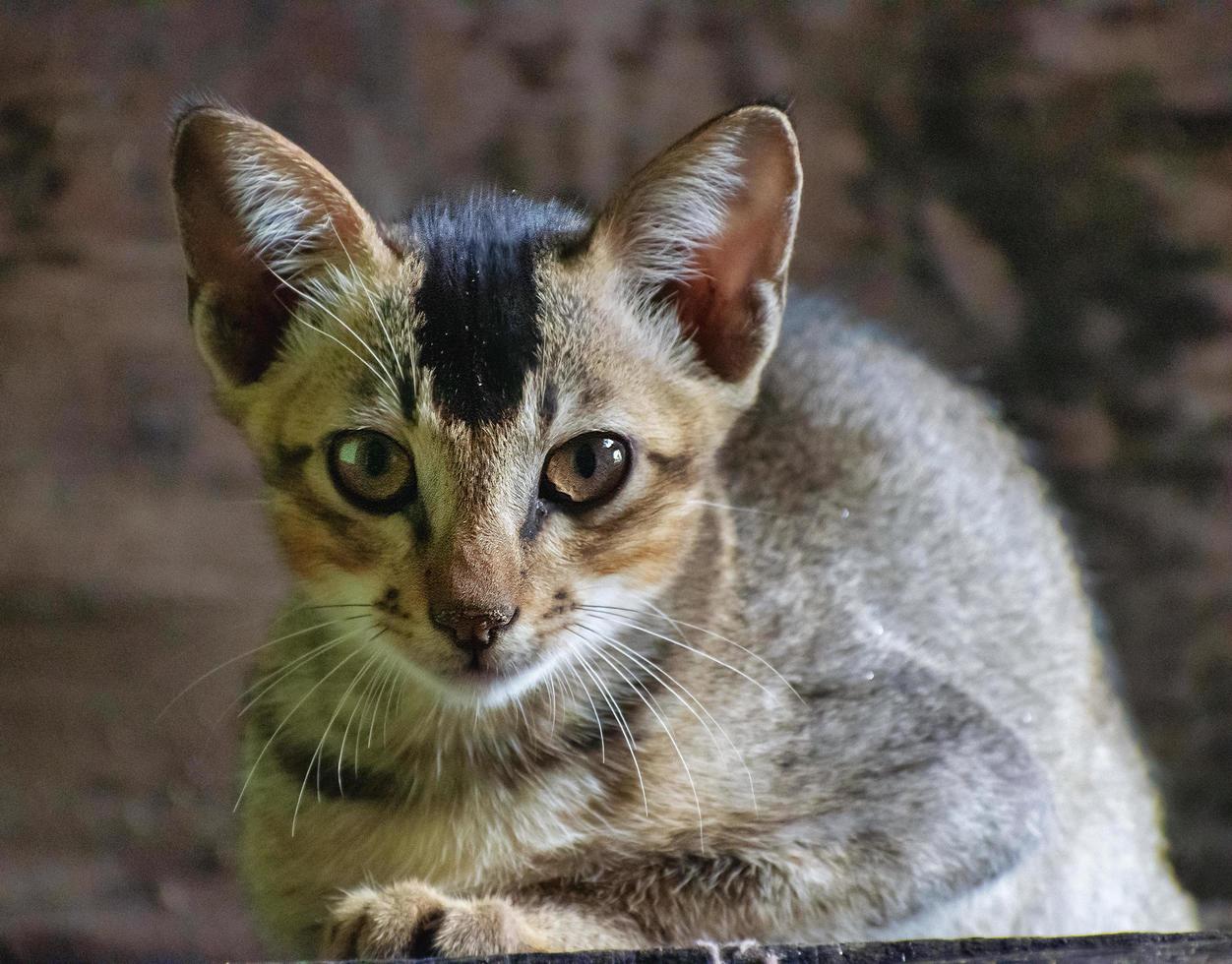 A kitten is a juvenile cat. After being born, kittens display primary altriciality and are totally dependent on their mother for survival. photo