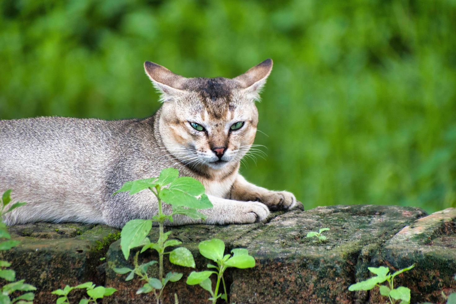 Felis catus is a domestic species of small carnivorous mammal.In green background.Selective focus. photo