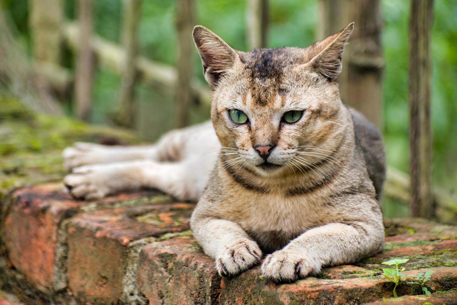 Felis catus is a domestic species of small carnivorous mammal. photo