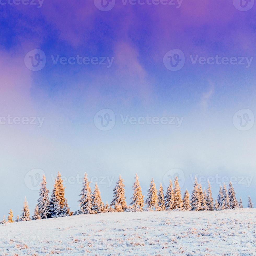 Beautiful winter landscape in the Carpathian mountains photo