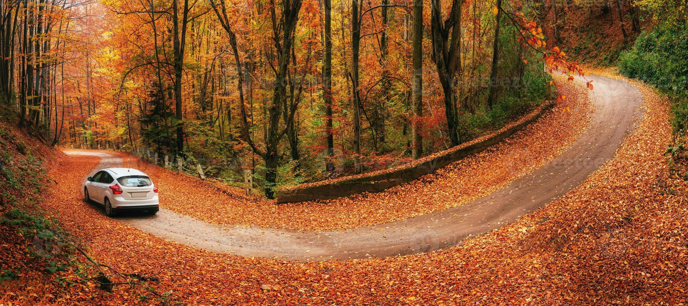 car on a forest path photo