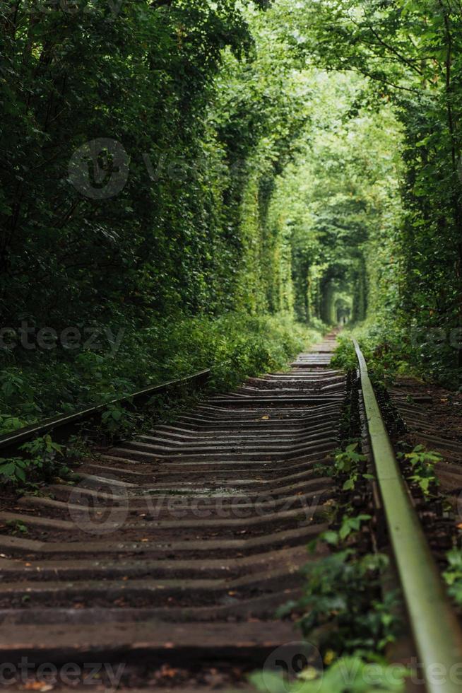 túnel natural del amor que emerge de los árboles foto