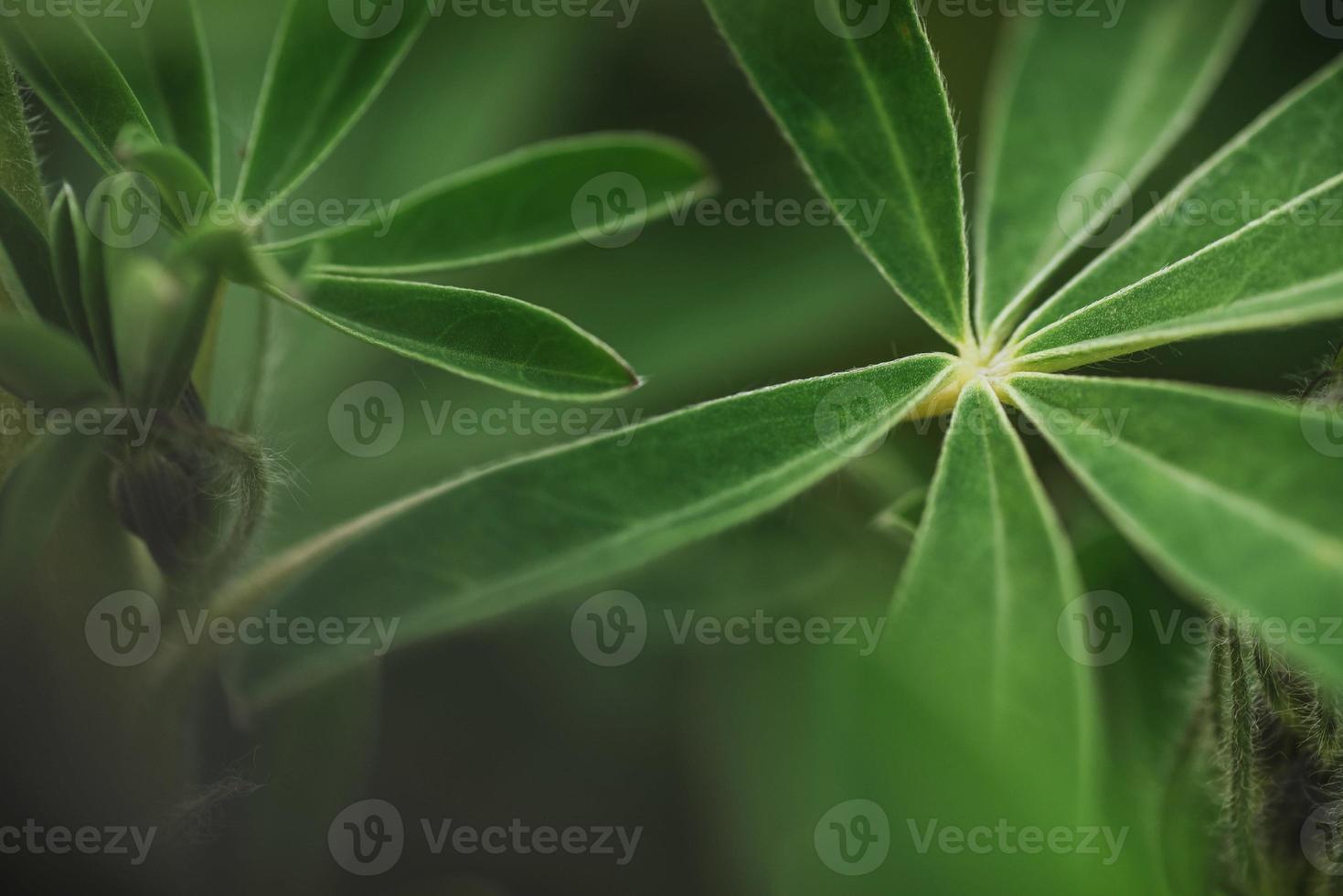 Abstract tropical nature, exotic macro green leaf photo