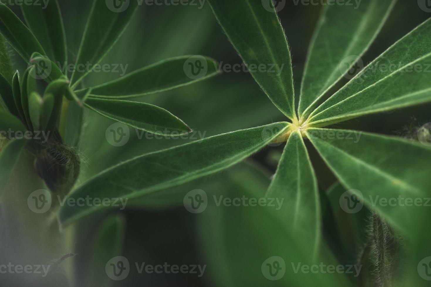 Abstract tropical nature, exotic macro green leaf photo