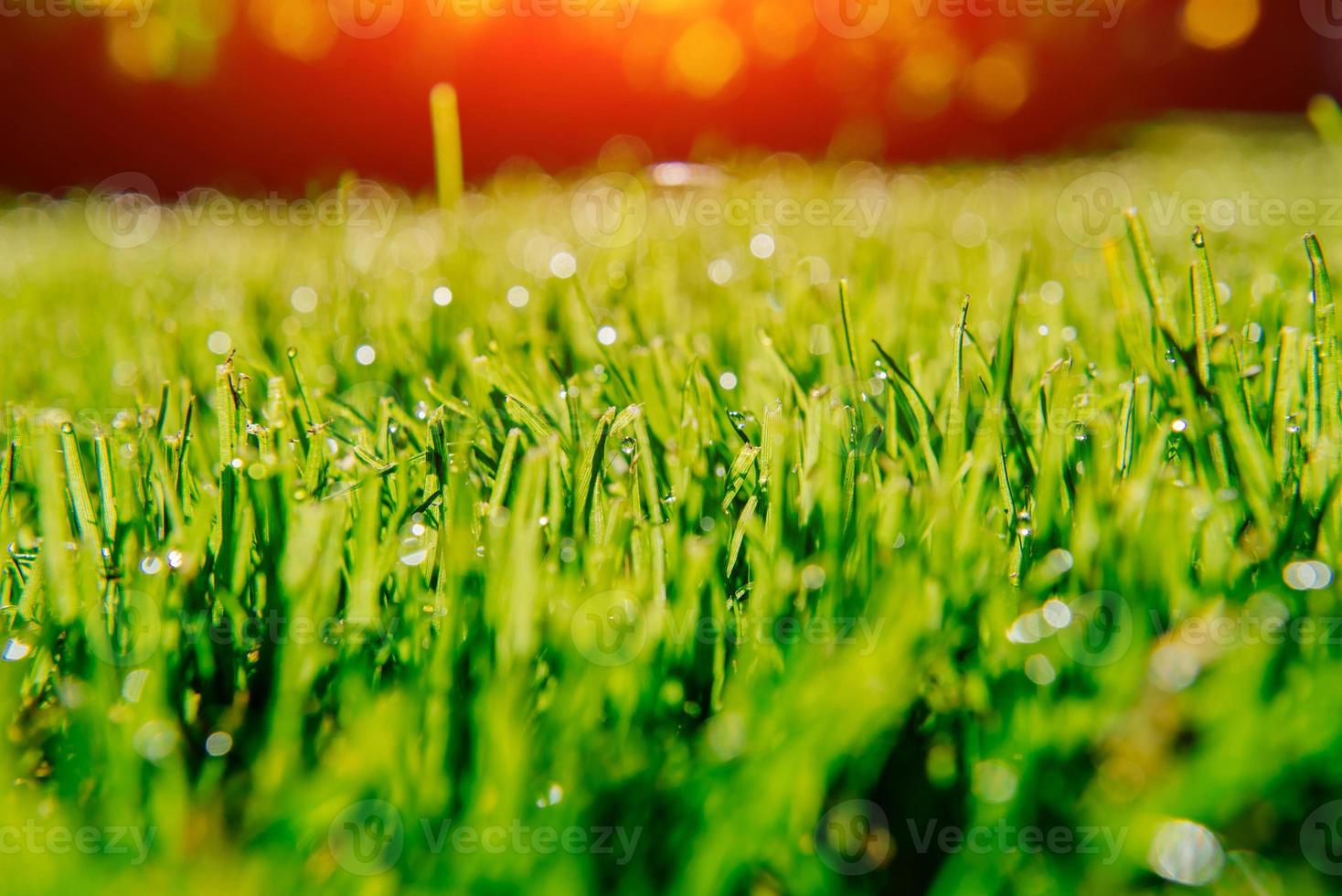 background of dew drops on bright green grass photo