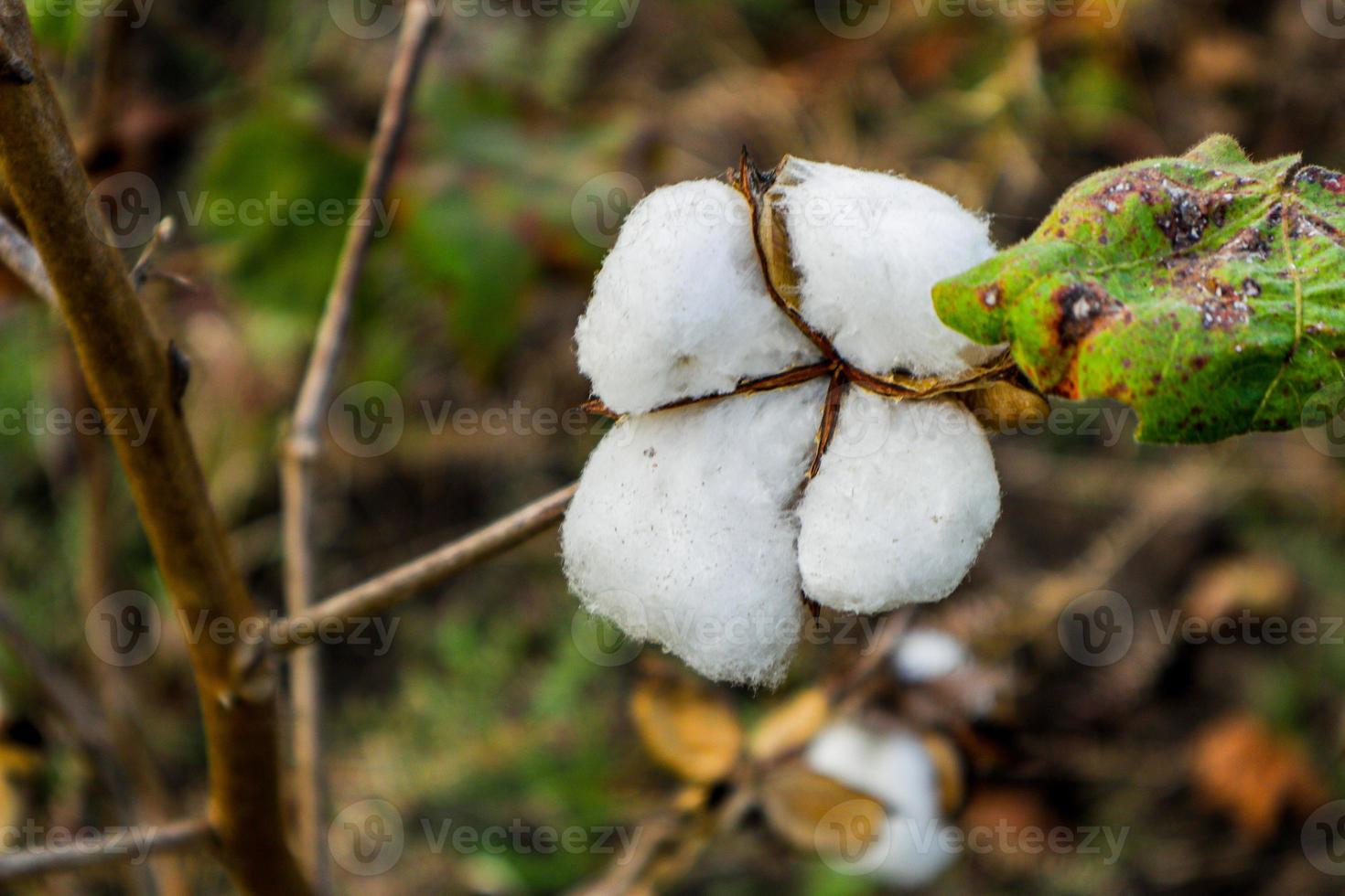 flor de algodón en el campo de flores de algodón. como materia prima prendas de vestir, ropa de moda. foto