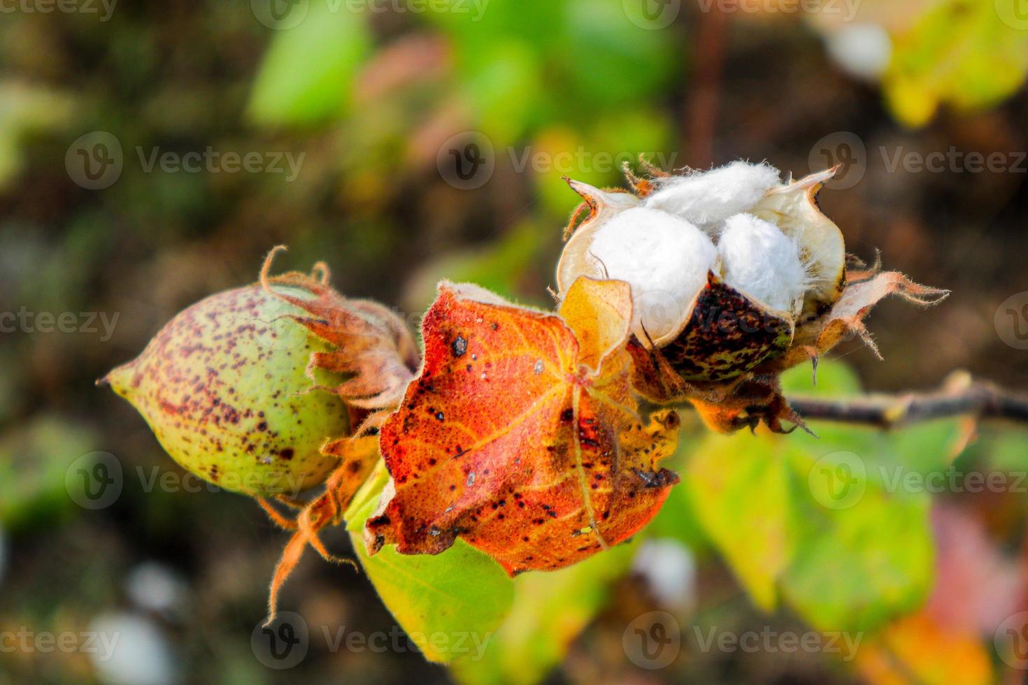 Cotton flower in the cotton flower field.As raw material Apparel, fashion clothes. photo