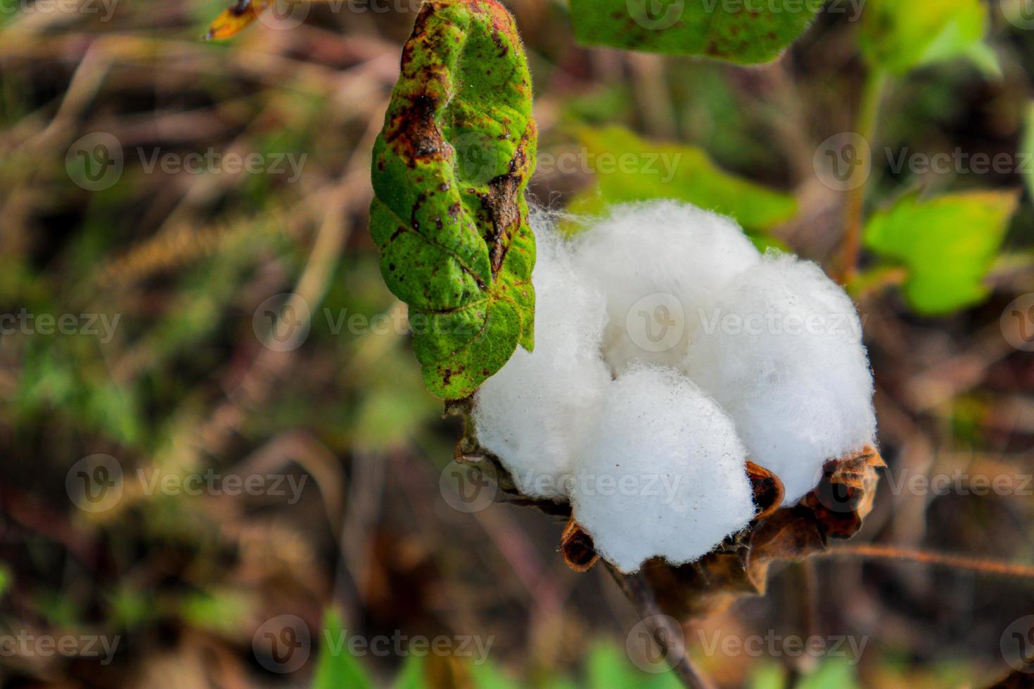 Cotton flower in the cotton flower field.As raw material Apparel, fashion clothes. photo