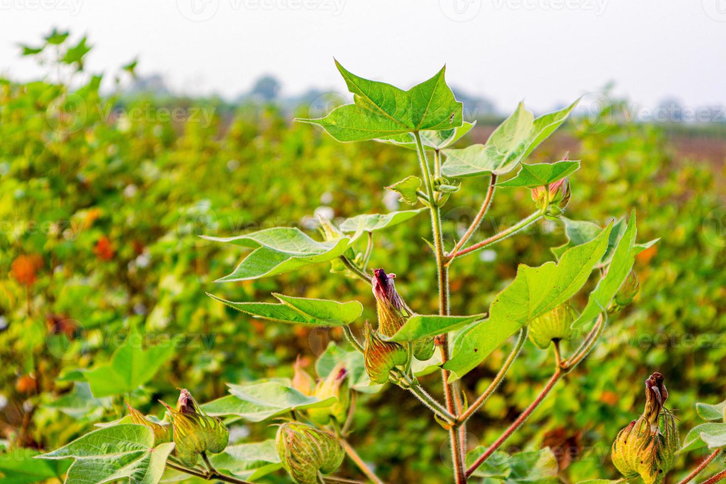 Cotton flower in the cotton flower field.As raw material Apparel, fashion clothes. photo