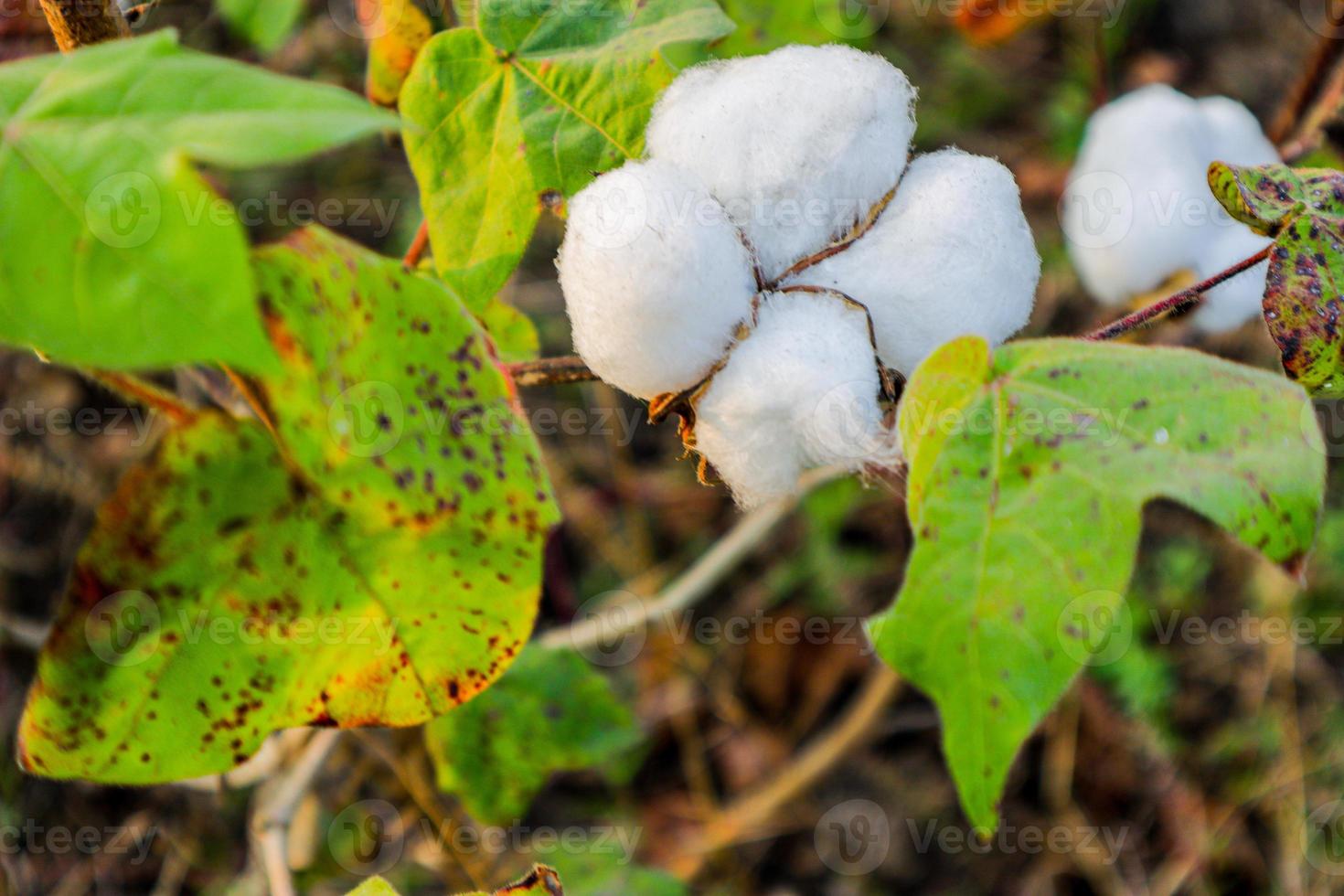 Cotton flower in the cotton flower field.As raw material Apparel, fashion clothes. photo