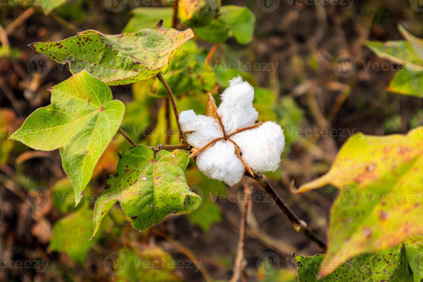 Cotton flower in the cotton flower field.As raw material Apparel, fashion clothes. photo