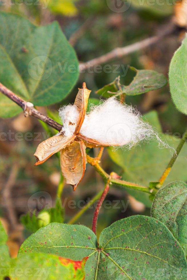 Cotton flower in the cotton flower field.As raw material Apparel, fashion clothes. photo