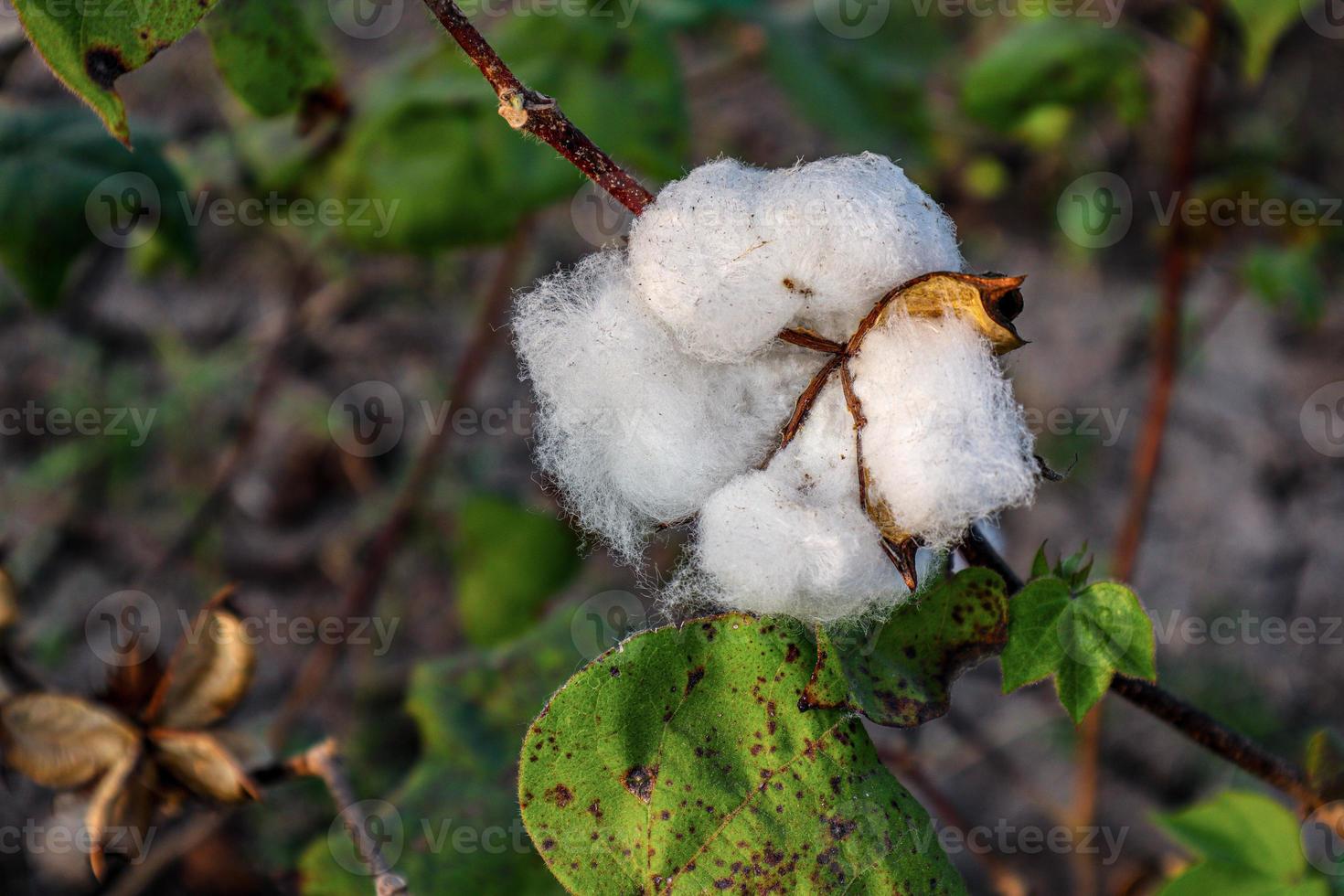 Cotton flower in the cotton flower field.As raw material Apparel, fashion clothes. photo