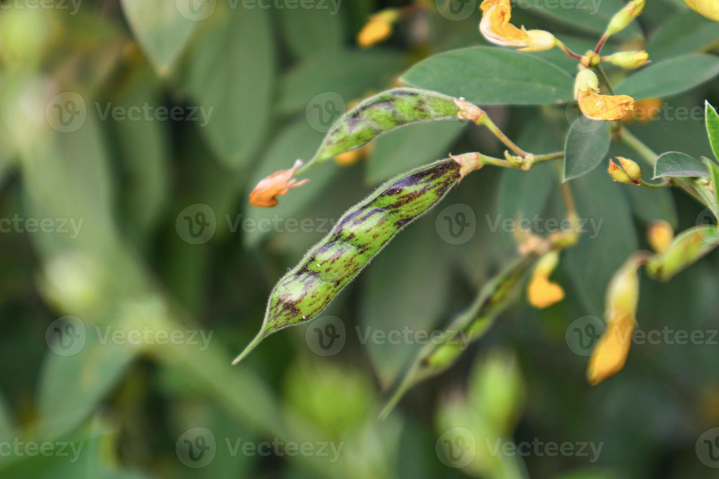Pigeon pea crop field. photo