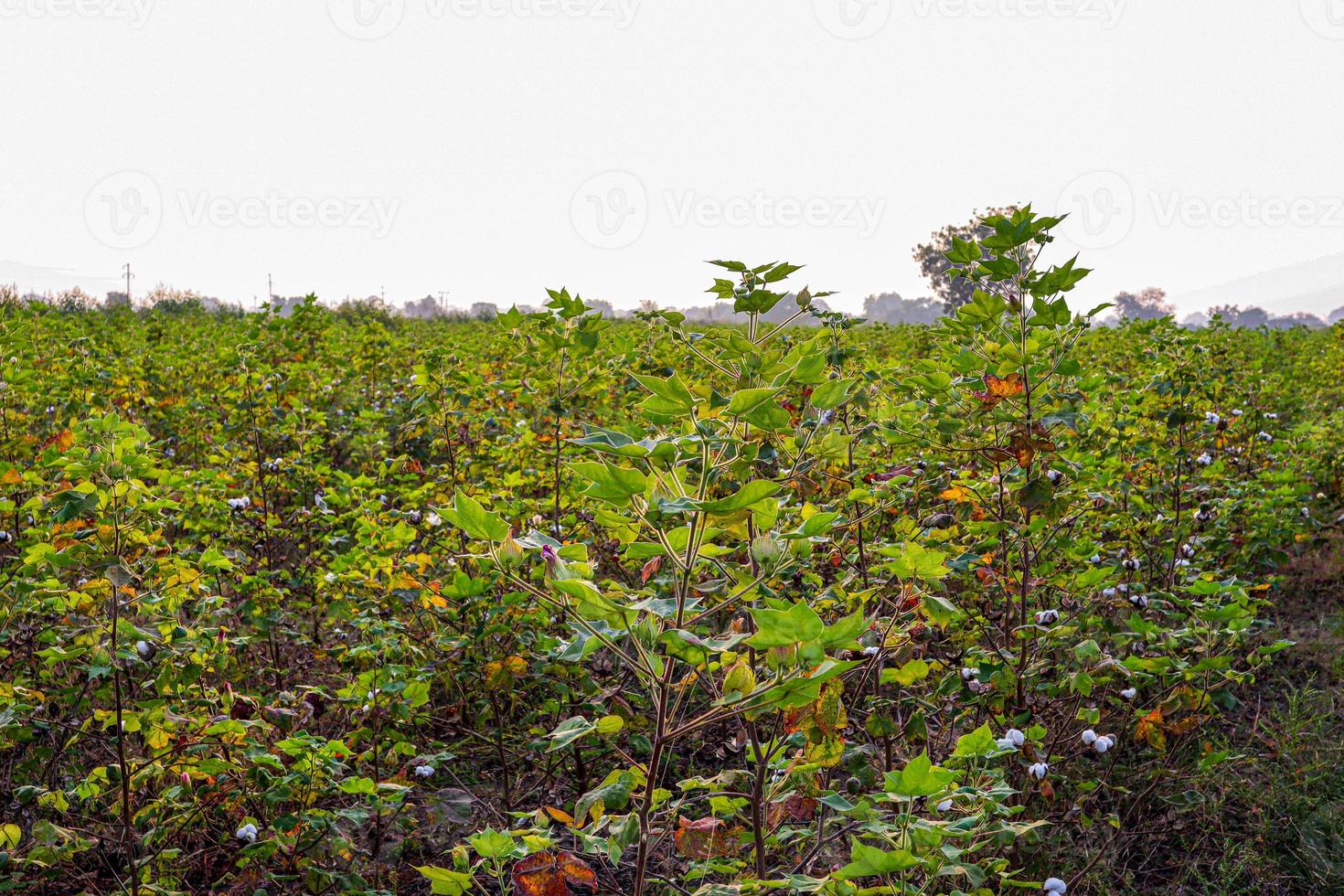 Row of growing green Cotton field in India. photo