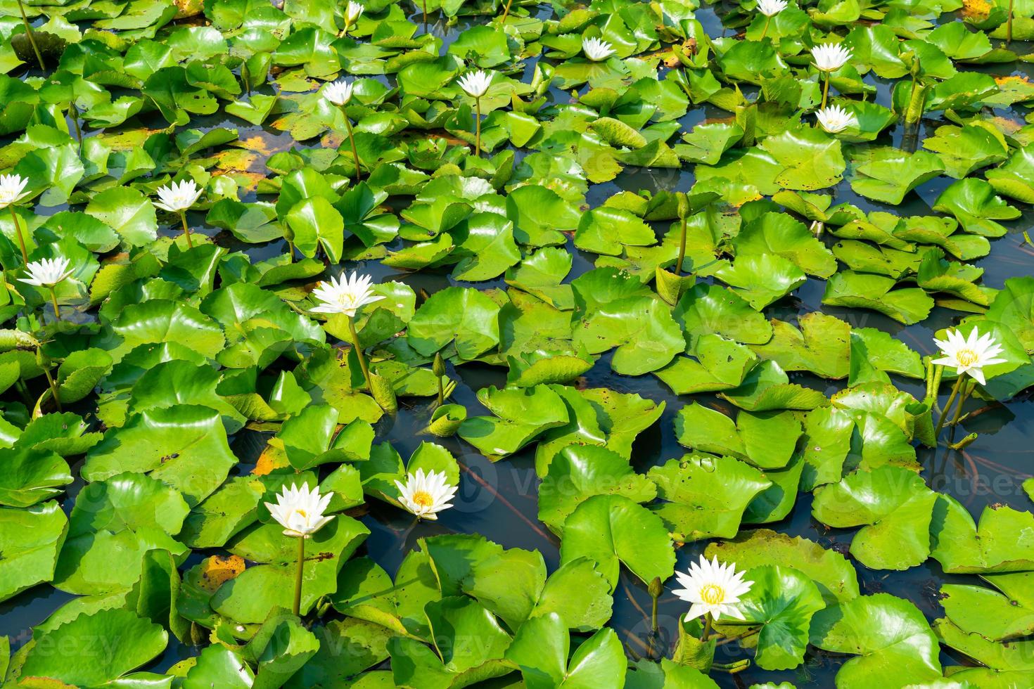flor de loto blanco en estanque de loto foto
