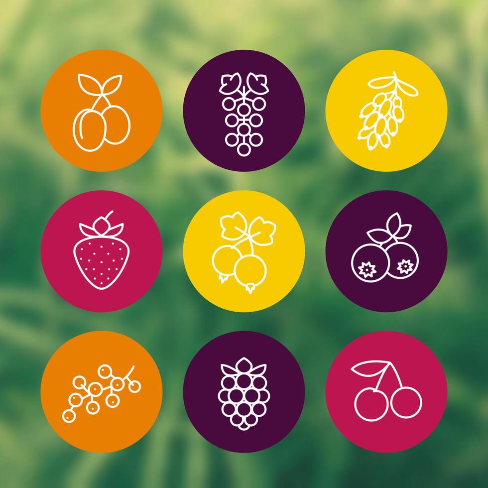 Berries line icons set, raspberry, currant, blueberry, cherry, grape, barberry, plums, strawberry vector