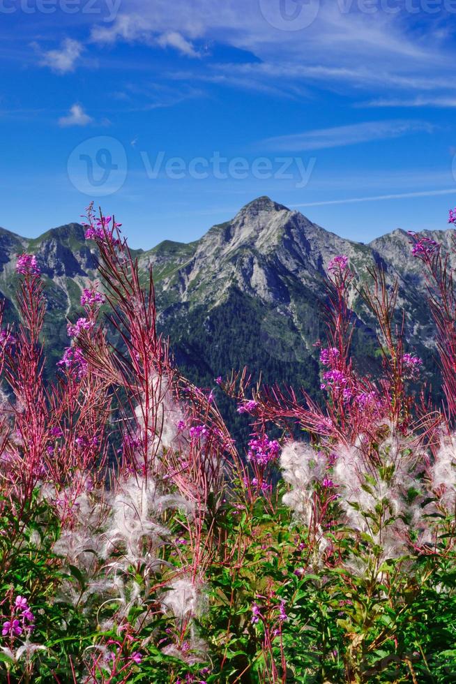 Beautiful flowering of Epilobium angustifolium on the mountains of Bergamo alps in Italy photo