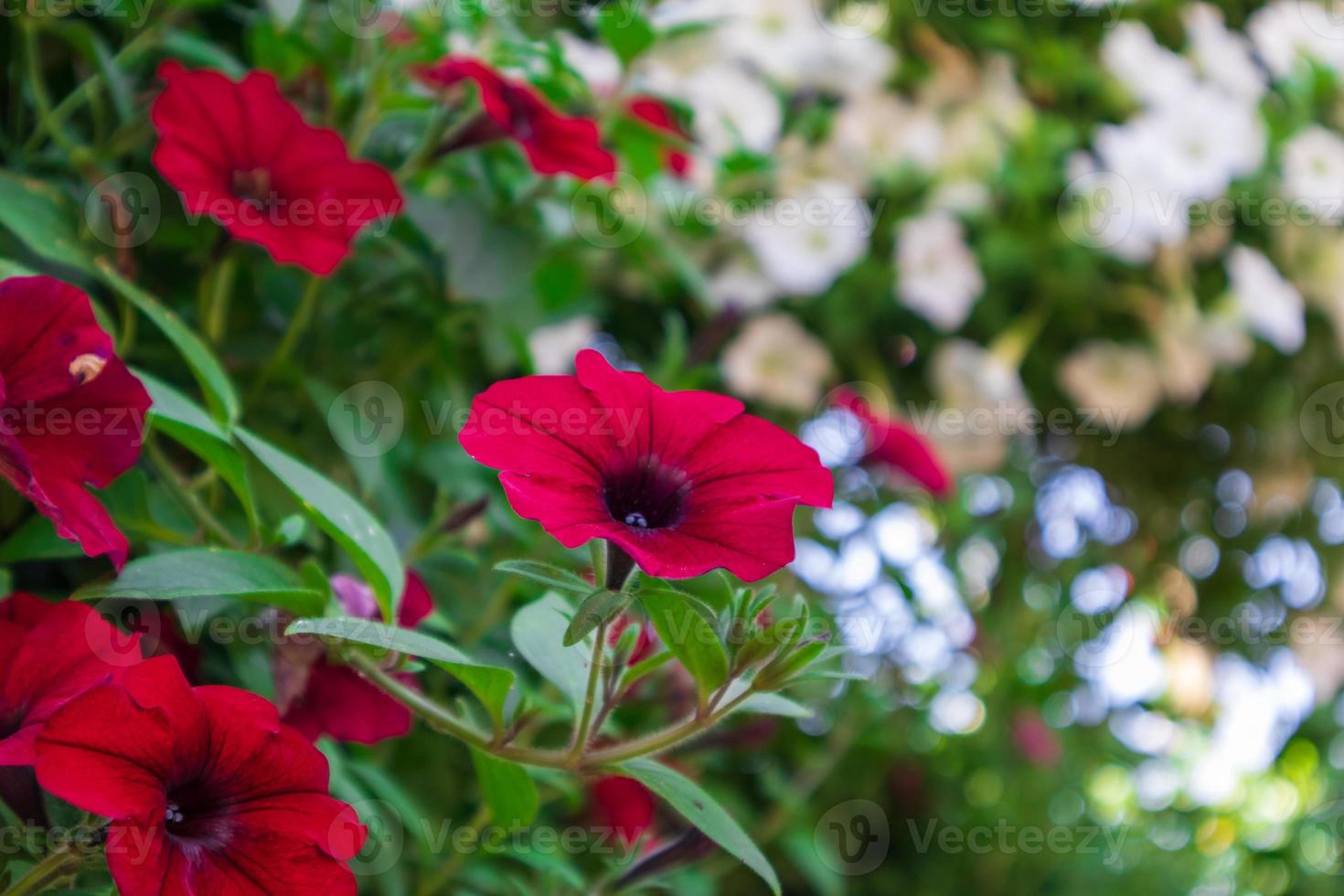 flores en el parque foto