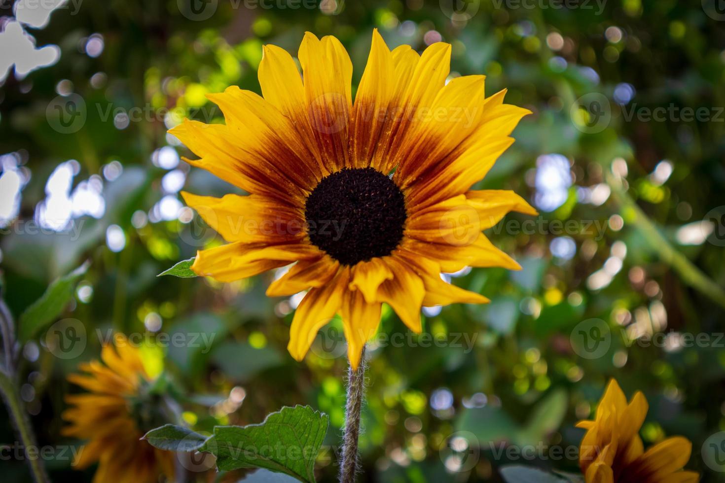 Sunflower in the garden photo