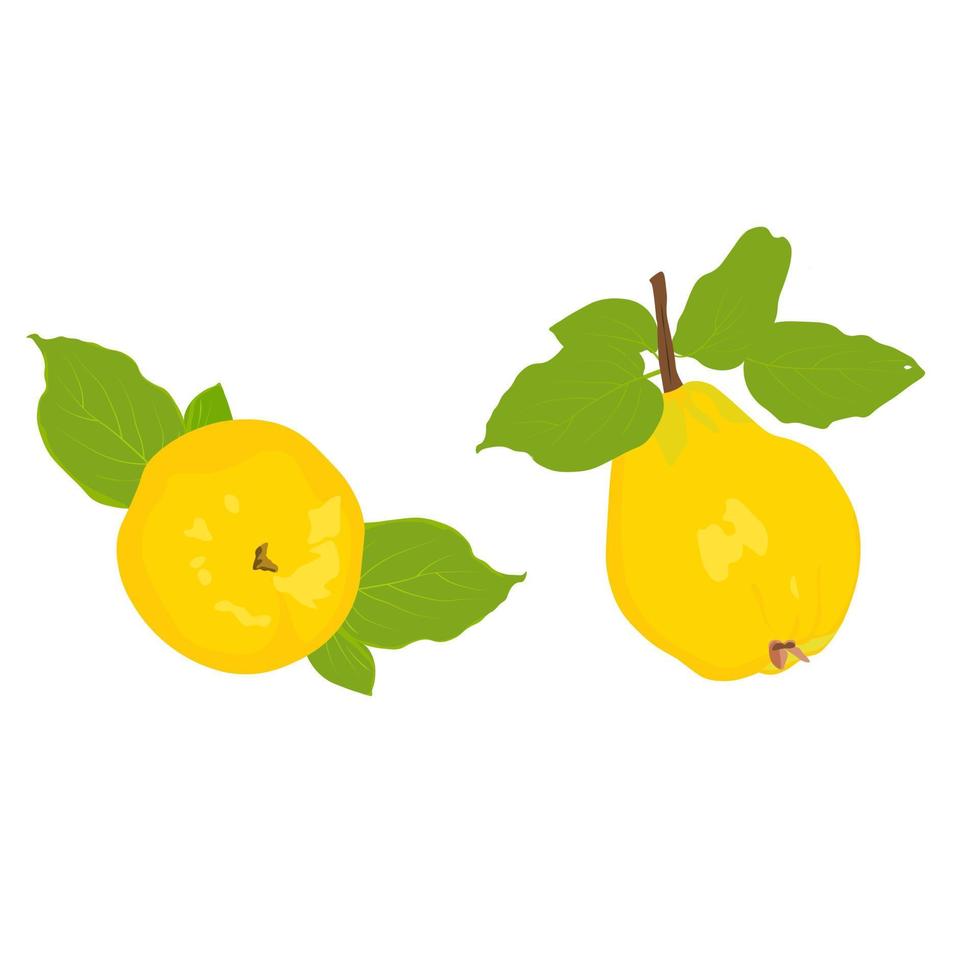 Quince vector stock illustration. Close-up of the fruit of a yellow sweet fruit. Japanese quince. Pear. Isolated on a white background.