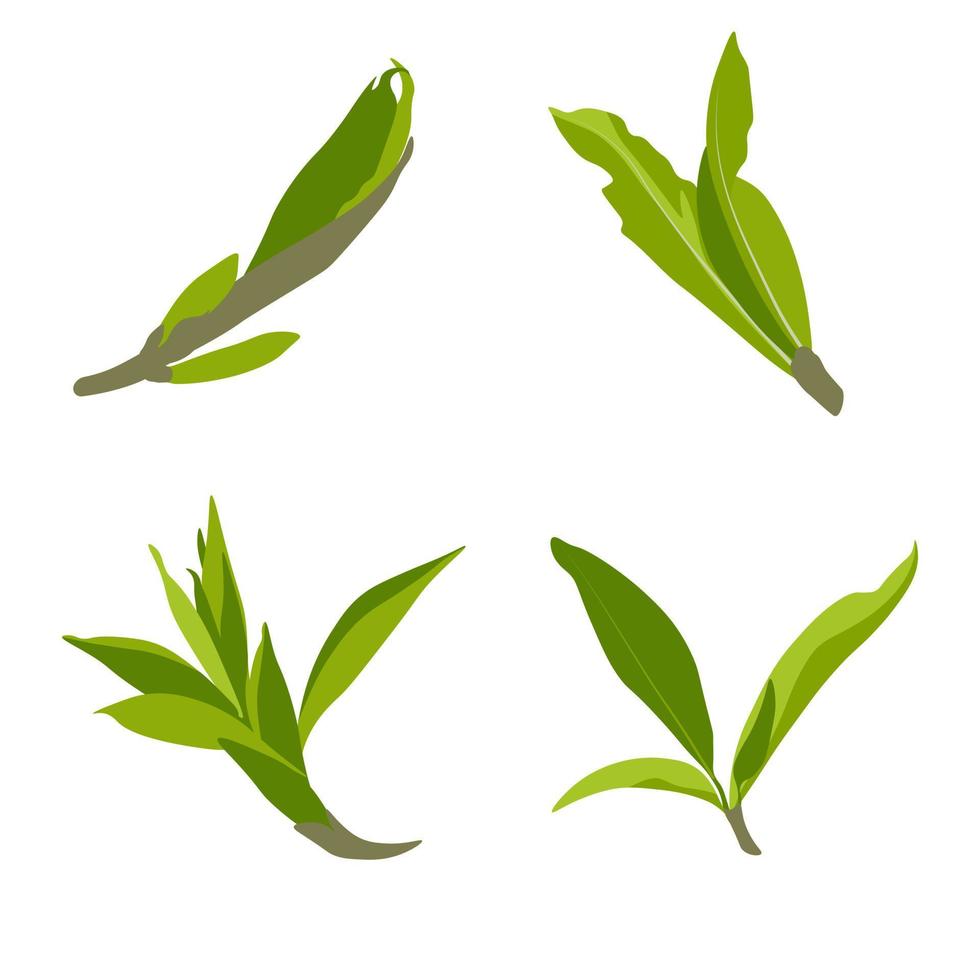 hojas de té vector ilustración botánica, té de teca verde y negro y elementos de diseño de paquete de bolsitas de té. Ceilán indio o hoja de té verde chino con tallos, aislado sobre fondo blanco.