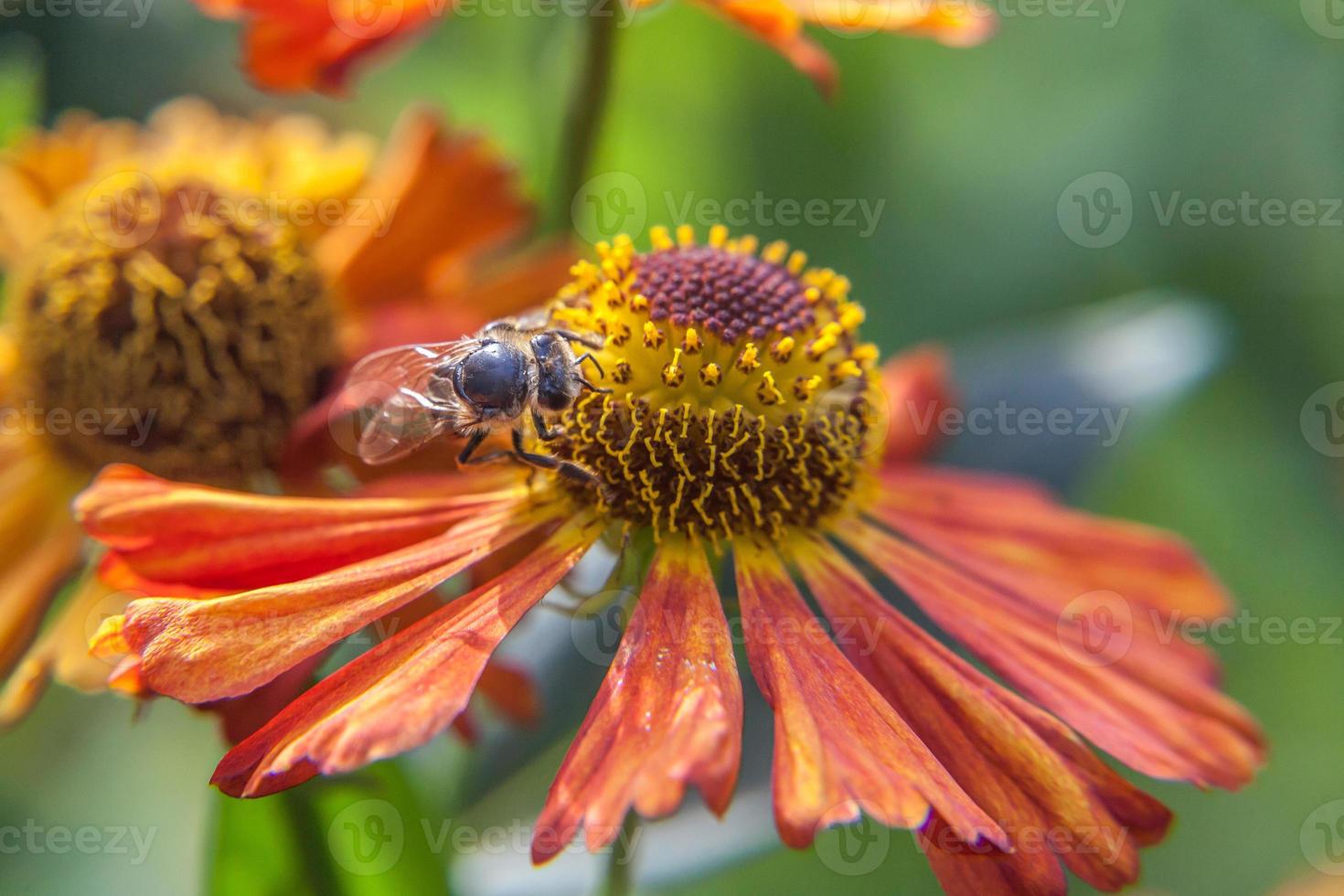 abeja de miel cubierta con néctar de bebida de polen amarillo, flor de naranja polinizadora. inspirador jardín floral natural de primavera o verano floreciente o fondo de parque. vida de los insectos. primer plano macro. foto