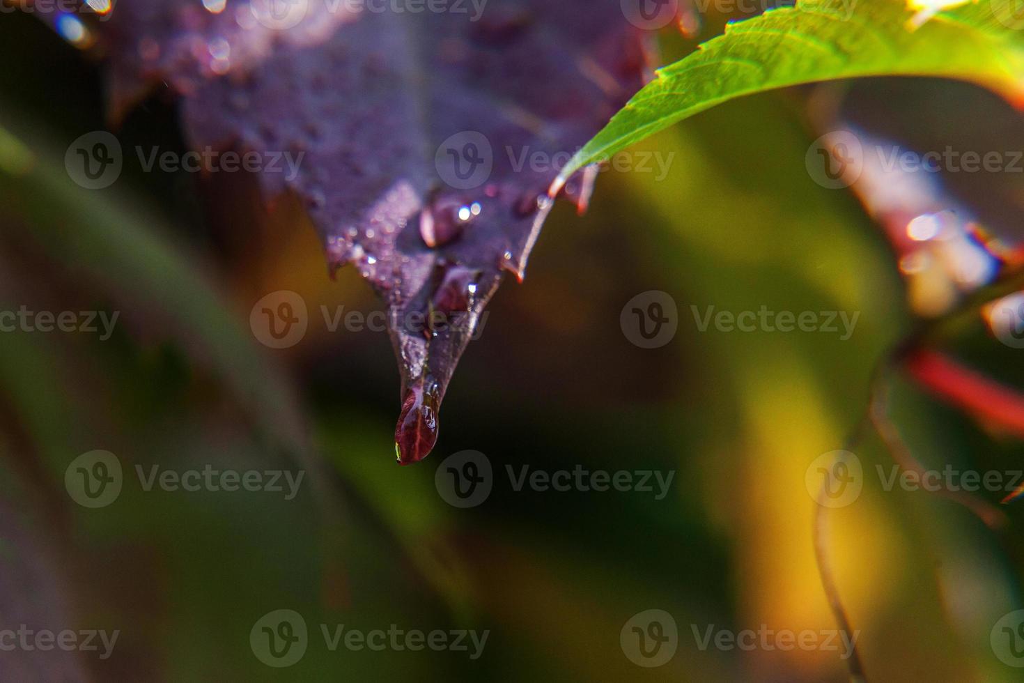 industria vitivinícola. gotas de agua de lluvia en hojas de uva verde en viñedo foto