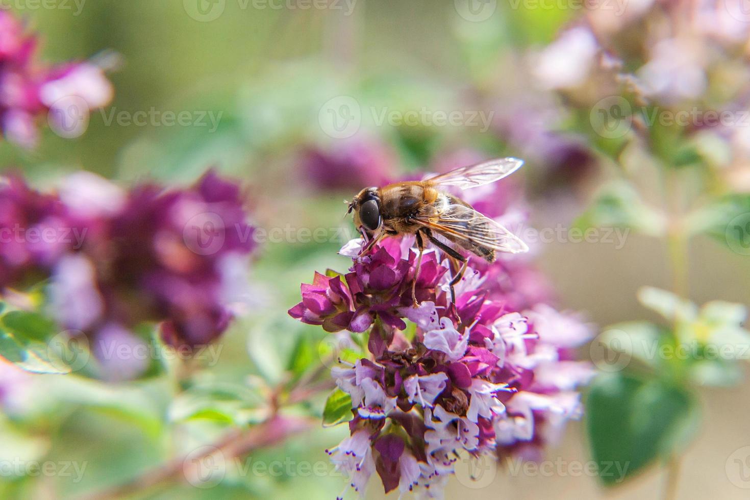 Honey bee covered with yellow pollen drink nectar, pollinating pink flower. Inspirational natural floral spring or summer blooming garden or park background. Life of insects. Macro close up. photo