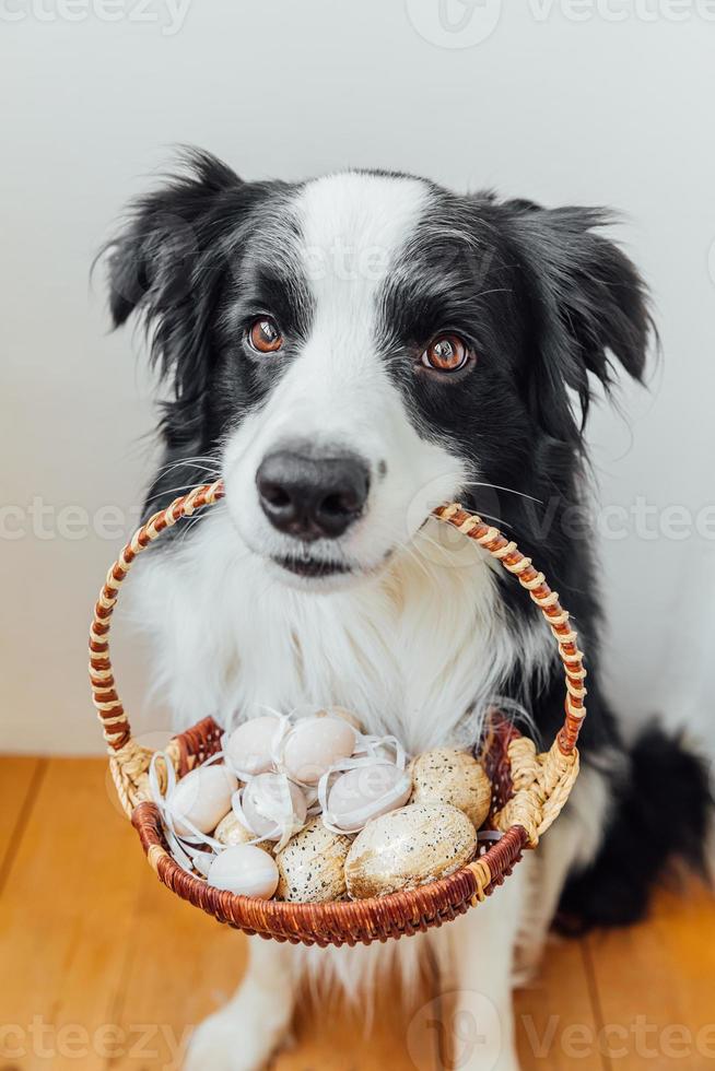 feliz concepto de pascua. preparación para las vacaciones. lindo cachorro border collie sosteniendo una canasta con huevos coloridos de pascua en la boca sobre fondo blanco en casa interior. tarjeta de felicitación de primavera. foto