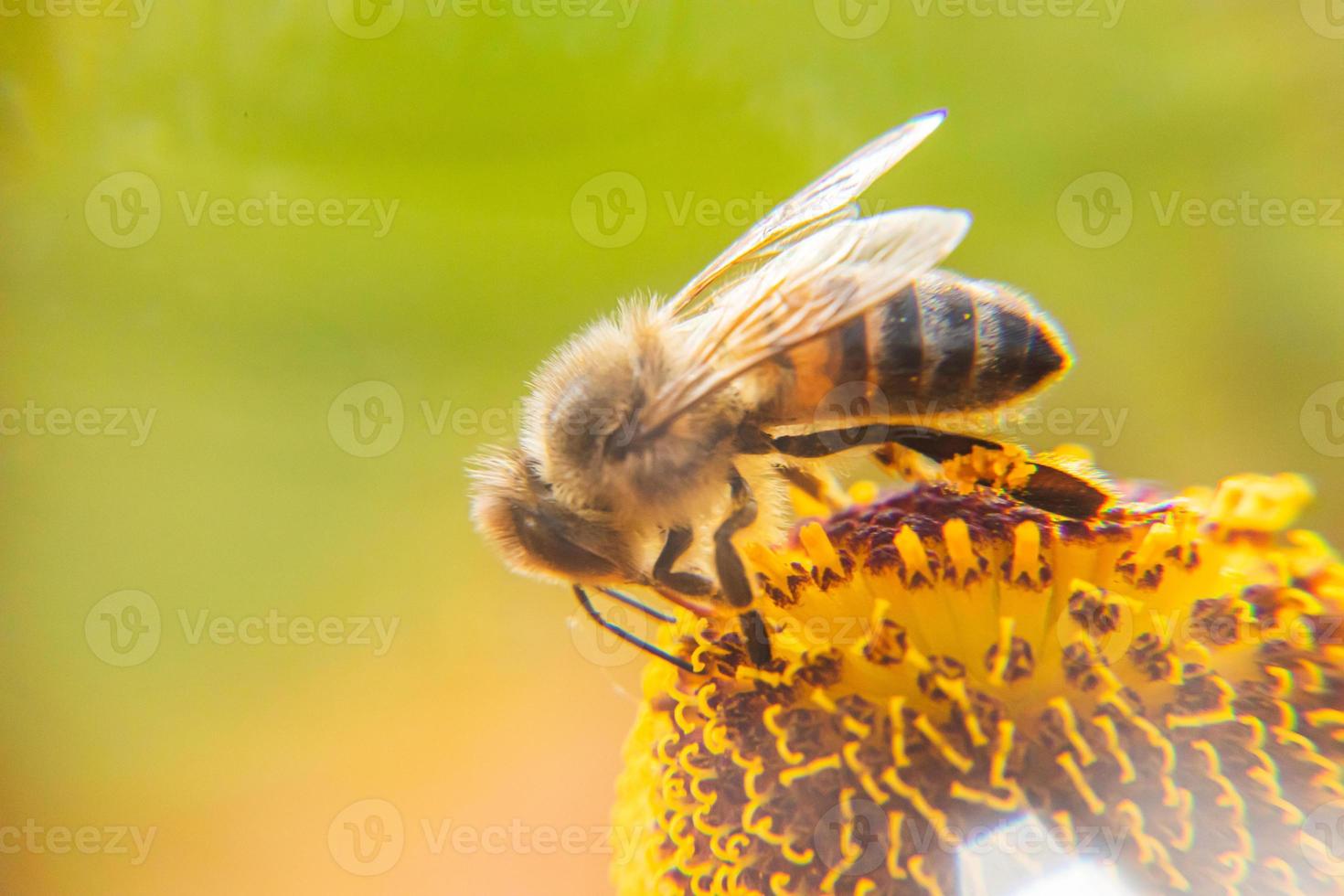abeja melífera cubierta con néctar de bebida de polen amarillo, flor polinizadora. primavera floral natural inspiradora o fondo de jardín floreciente de verano. vida de los insectos, enfoque selectivo de primer plano macro extremo foto