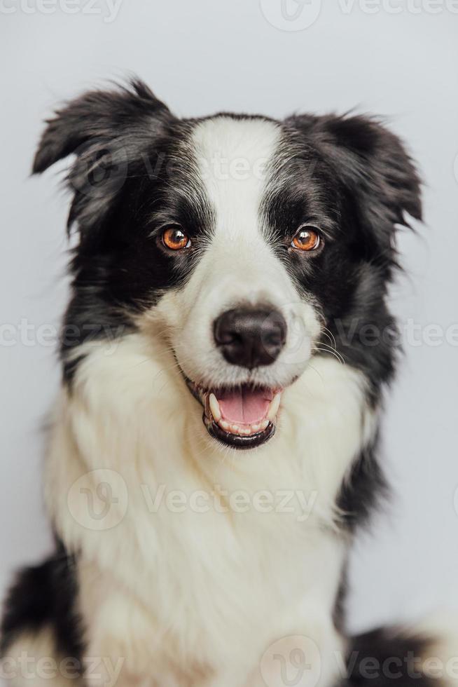 Cute puppy dog border collie with funny face isolated on white background. Cute pet dog. Pet animal life concept. photo