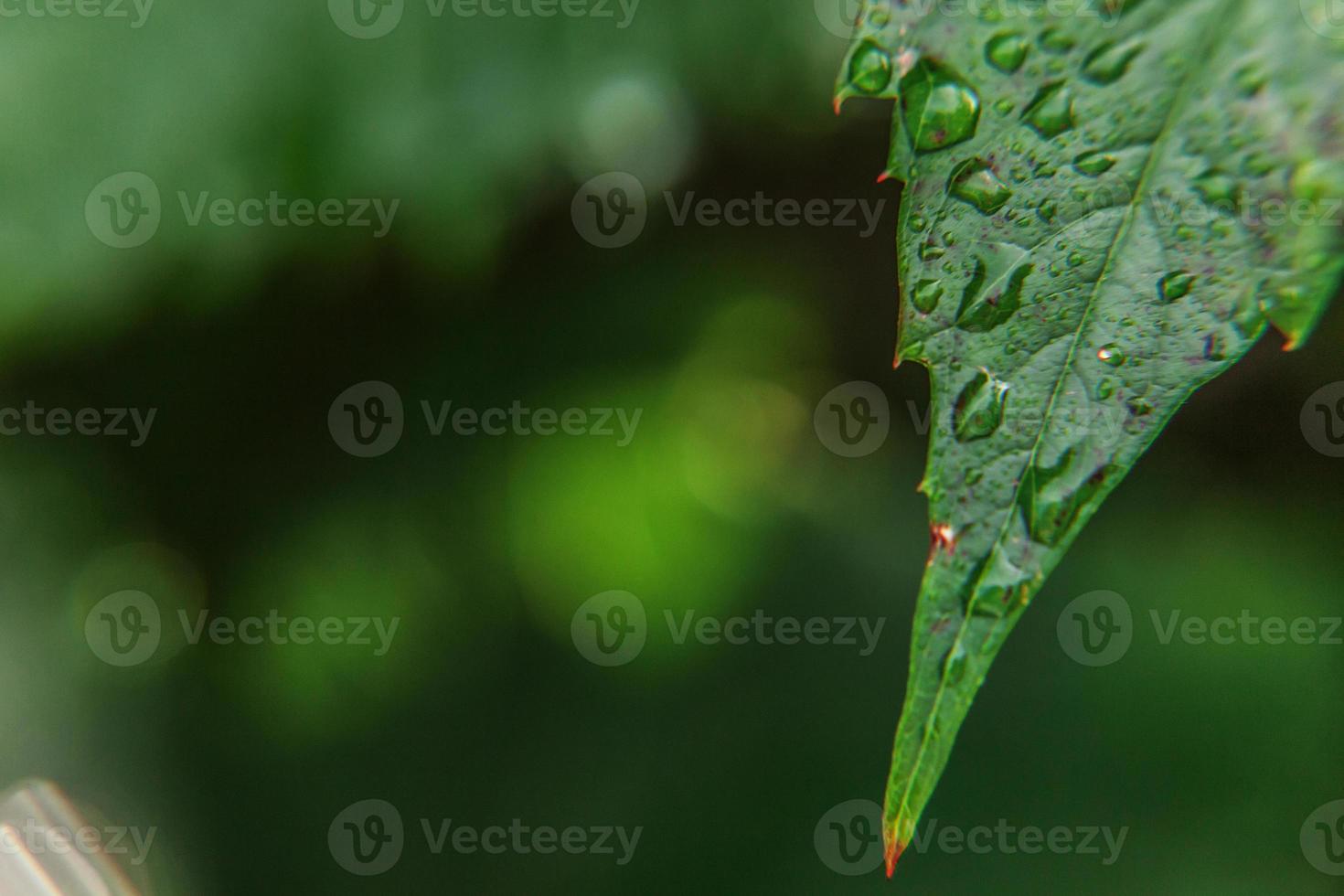 industria vitivinícola. gotas de agua de lluvia en hojas de uva verde en viñedo foto